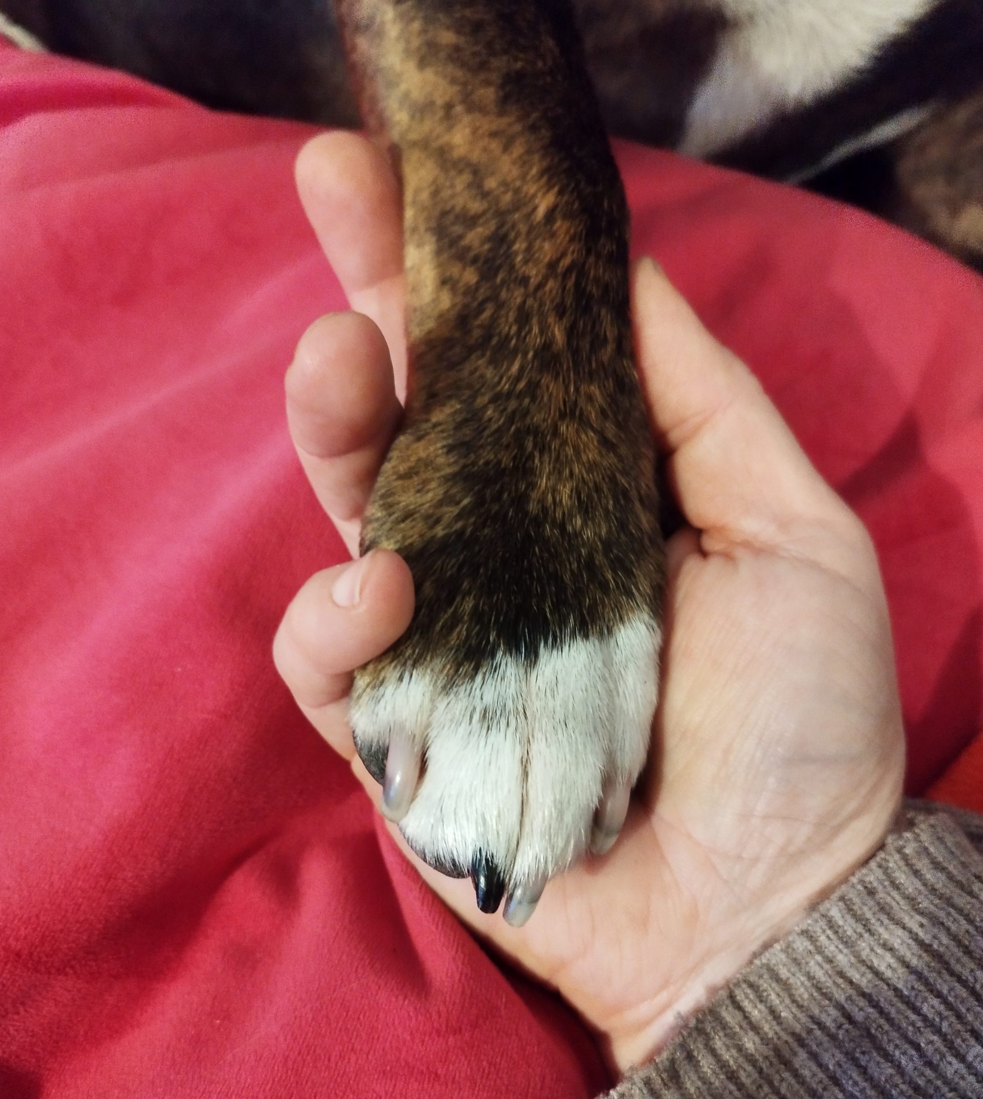 Pfote in Menschenhand auf rotem Huntergrund bei fraeuleinruebe