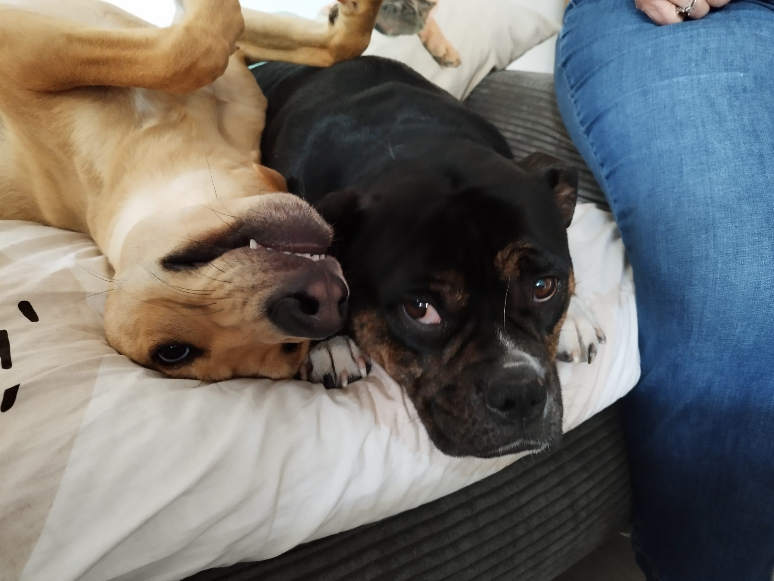 ruebeundwuff zwei hunde zu zweit liegend auf dem bett